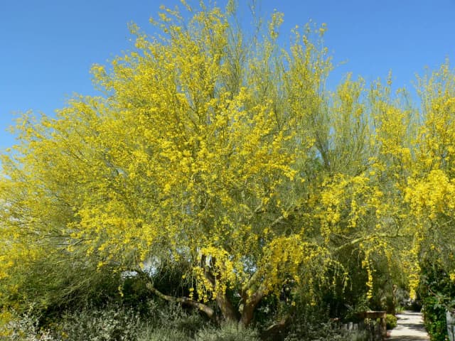 CERCIDIUM FLORIDUM BARK EXTRACT 대표 사진