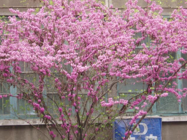 CERCIS CHINENSIS FLOWER/LEAF/STEM EXTRACT 대표 사진