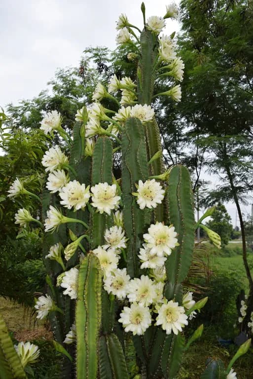 CEREUS JAMACARU FRUIT JUICE 대표 사진