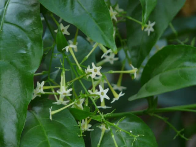 CESTRUM NOCTURNUM BRANCH/FLOWER/LEAF WATER 대표 사진