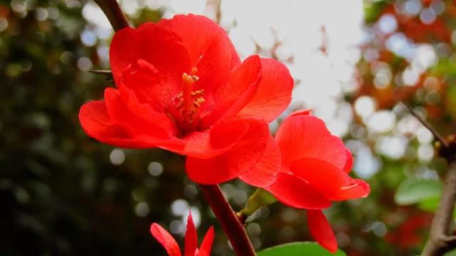 CHAENOMELES JAPONICA SEED OIL 대표 사진