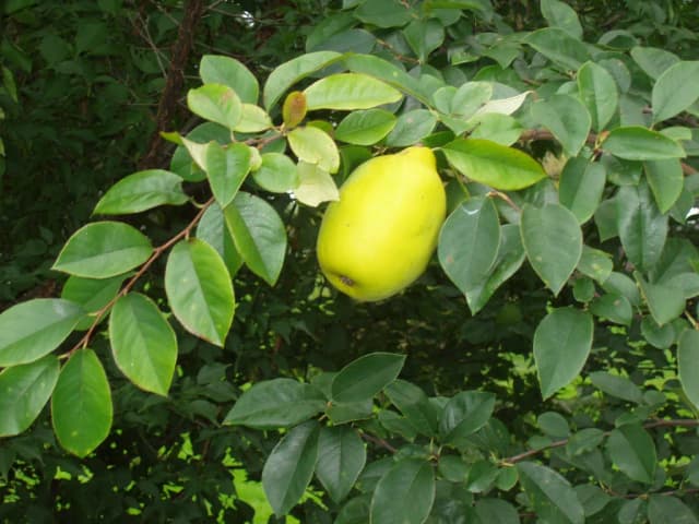CHAENOMELES SINENSIS SEED EXTRACT 대표 사진