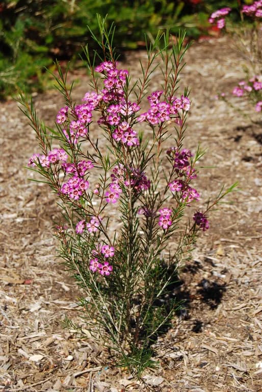 CHAMELAUCIUM UNCINATUM LEAF EXTRACT 대표 사진