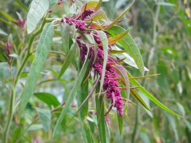 CHENOPODIUM FORMOSANUM HUSK EXTRACT 대표 사진