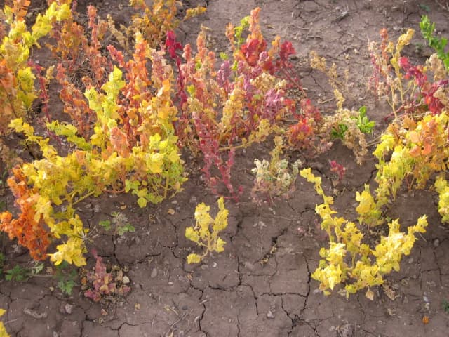 CHENOPODIUM PALLIDICAULE SEED OIL 대표 사진