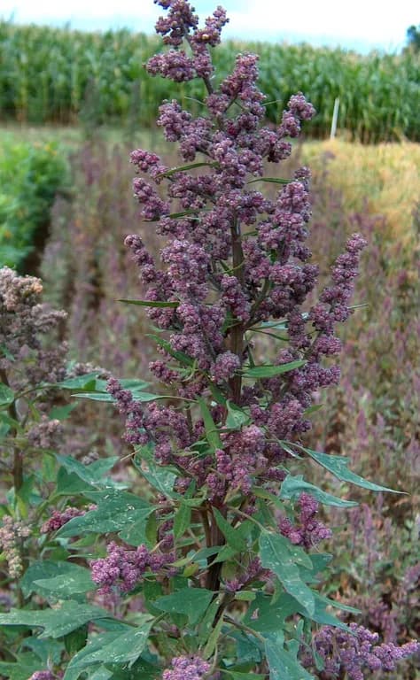 CHENOPODIUM QUINOA SEED 대표 사진