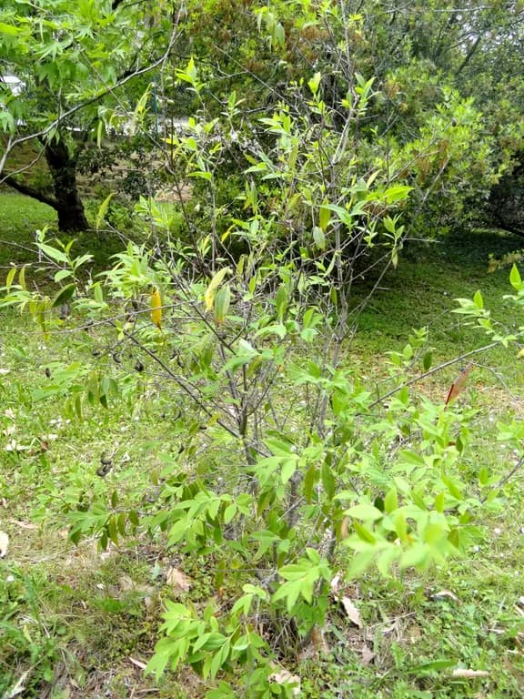 CHIMONANTHUS SALICIFOLIUS LEAF EXTRACT 대표 사진