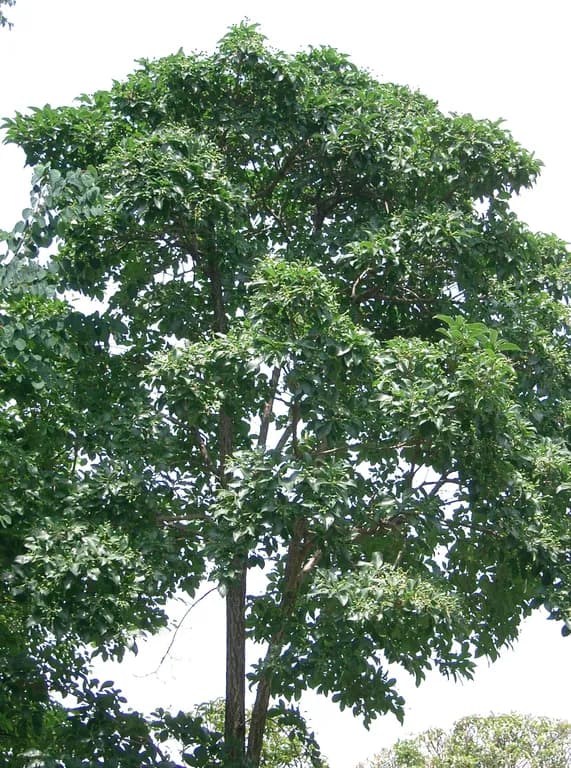 CHIONANTHUS RETUSUS FLOWER/LEAF/SEED EXTRACT 대표 사진