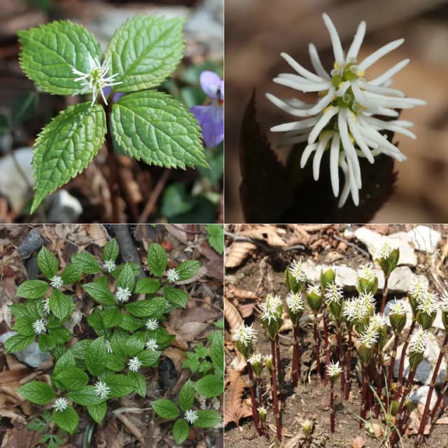 CHLORANTHUS JAPONICUS EXTRACT 대표 사진