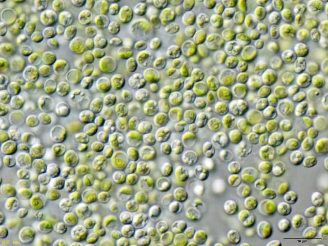 CHLORELLA VARIABILIS EXTRACT 대표 사진