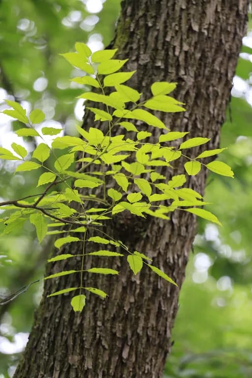 CHOEROSPONDIAS AXILLARIS LEAF EXTRACT 대표 사진