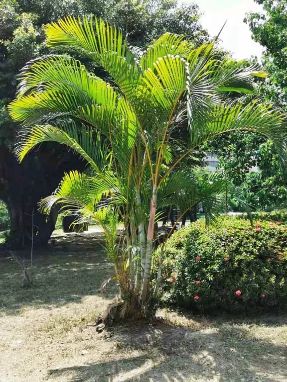 CHRYSALIDOCARPUS LUTESCENS LEAF EXTRACT 대표 사진