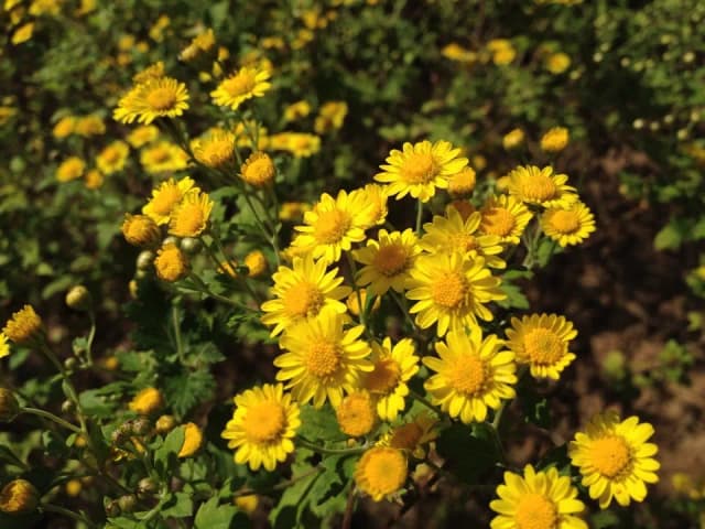 CHRYSANTHEMUM BOREALE FLOWER EXTRACT 대표 사진