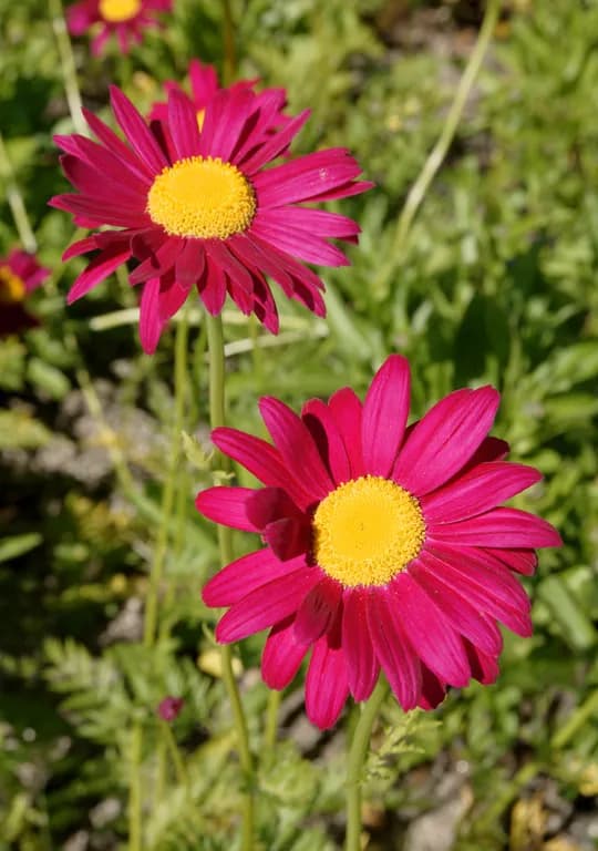 CHRYSANTHEMUM COCCINEUM FLOWER EXTRACT 대표 사진