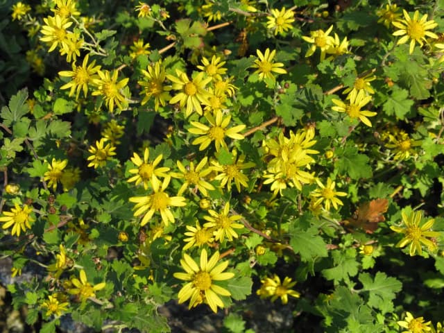 CHRYSANTHEMUM INDICUM LEAF OIL 대표 사진