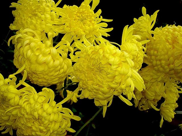 CHRYSANTHEMUM MORIFOLIUM FLOWER/CRATAEGUS OXYACANTHA FRUIT/(ARTEMISIA PRINCEPS/MORUS ALBA/PORTULACA OLERACEA) LEAF/PORTULACA OLERACEA STEM/PUERARIA THUNBERGIANA ROOT/(ACTINIDIA ARGUTA/PHRAGMITES COMMUNIS) SPROUT/CIRSIUM JAPONICUM/TARAXACUM OFFICINALE/SUCROSE FERMENT FILTRATE 대표 사진