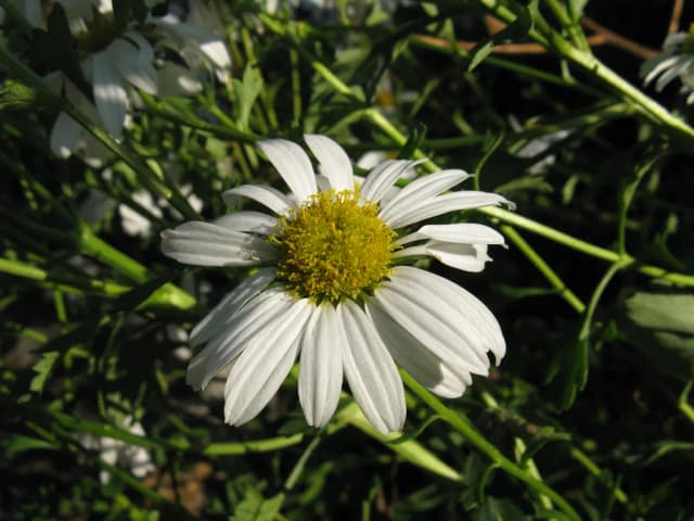 CHRYSANTHEMUM ZAWADSKII FLOWER/LEAF/STEM 대표 사진