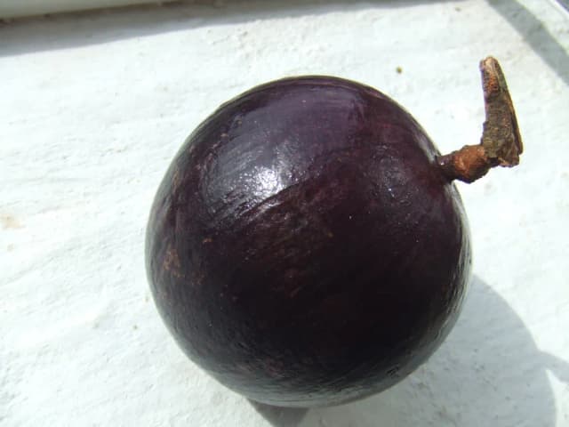 CHRYSOPHYLLUM CAINITO FRUIT EXTRACT 대표 사진