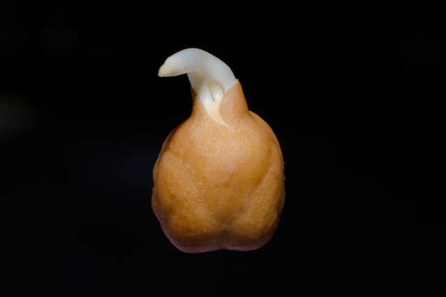 CICER ARIETINUM SPROUT EXTRACT 대표 사진