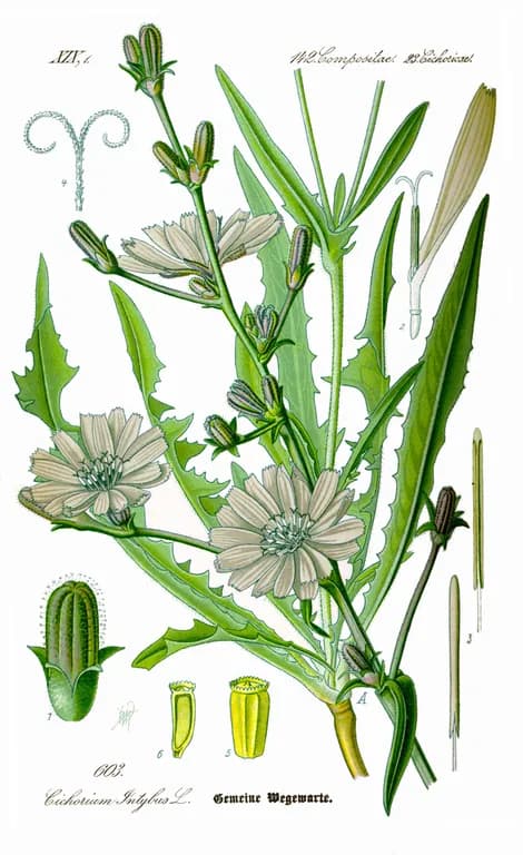 CICHORIUM INTYBUS ROOT OLIGOSACCHARIDES 대표 사진