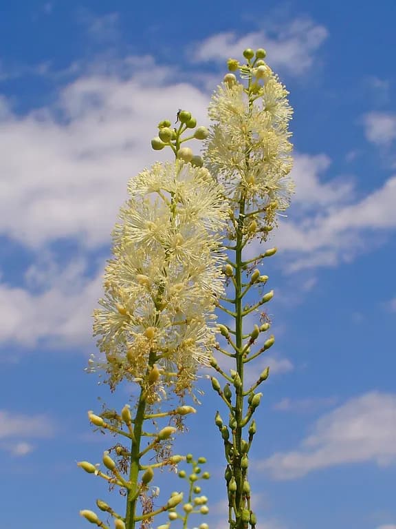 CIMICIFUGA RACEMOSA ROOT/STEM EXTRACT 대표 사진