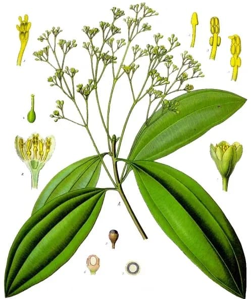 CINNAMOMUM CASSIA BARK/(ALLIUM CHINENSE/LILIUM CANDIDUM) BULB/LONICERA JAPONICA FLOWER/APRICOT KERNEL/(ARTEMISIA PRINCEPS/EUCOMMIA ULMOIDES) LEAF/ GINKGO BILOBA NUT/CITRUS UNSHIU PEEL/(GINGER/LICORICE/PUERARIA THUNBERGIANA/SOPHORA FLAVESCENS) ROOT/COIX LACRYMA-JOBI MA-YUEN SEED/PEPPERMINT EXTRACT 대표 사진