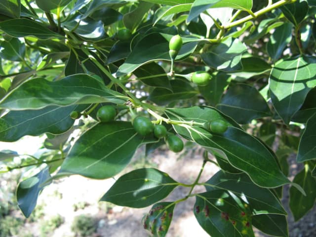 CINNAMOMUM JAPONICUM BARK EXTRACT 대표 사진