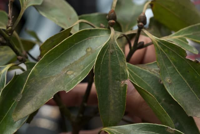 CINNAMOMUM OSMOPHLOEUM LEAF WATER 대표 사진