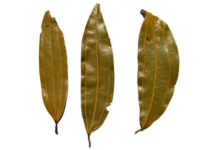 CINNAMOMUM TAMALA LEAF OIL 대표 사진