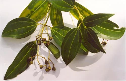 CINNAMOMUM ZEYLANICUM BARK/(GINGER/MENTHA CANADENSIS/ORIGANUM VULGARE/PINUS DENSIFLORA LEAF) EXTRACT 대표 사진