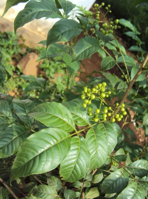 CIPADESSA BACCIFERA FLOWER/LEAF/STEM EXTRACT 대표 사진