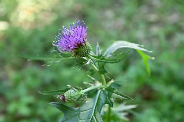CIRSIUM JAPONICUM FLOWER EXTRACT 대표 사진