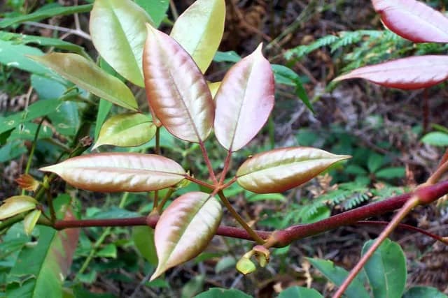 CISSUS HYPOGLAUCA FRUIT EXTRACT 대표 사진