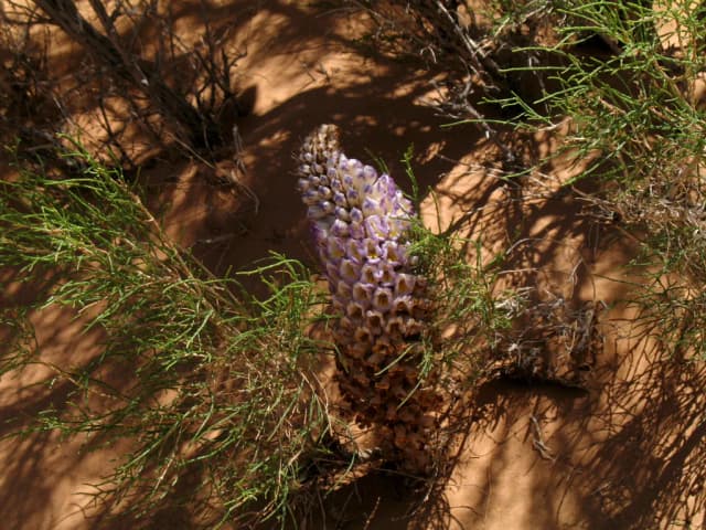 CISTANCHE DESERTICOLA STEM EXTRACT 대표 사진
