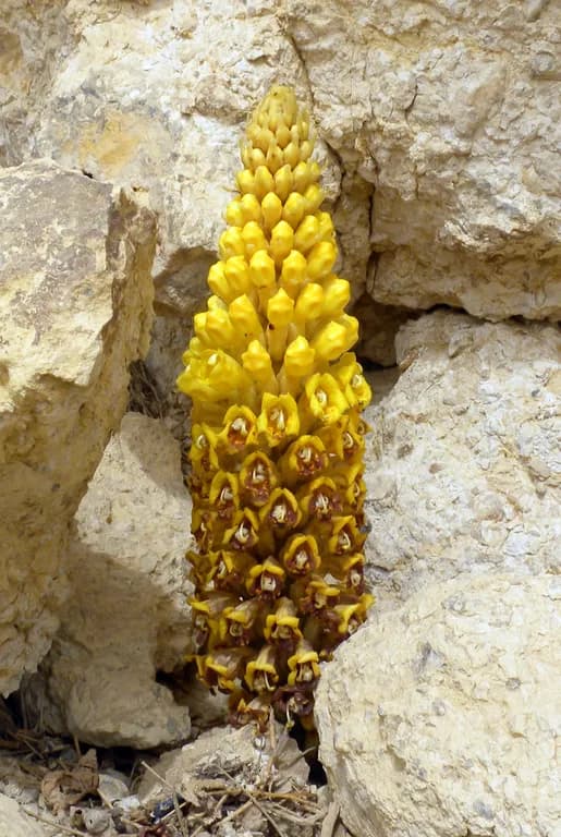 CISTANCHE TUBULOSA ROOT EXTRACT 대표 사진