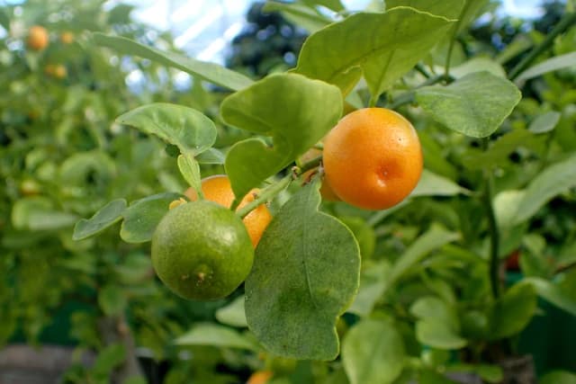 CITROFORTUNELLA MICROCARPA FRUIT JUICE 대표 사진