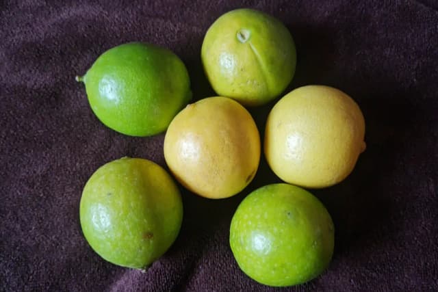 CITRUS AURANTIFOLIA FLOWER/SAMBUCUS NIGRA FLOWER EXTRACT 대표 사진