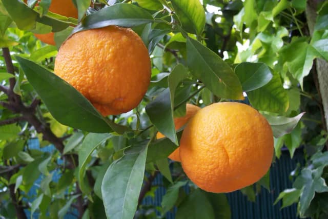 CITRUS AURANTIUM AMARA PEEL 대표 사진