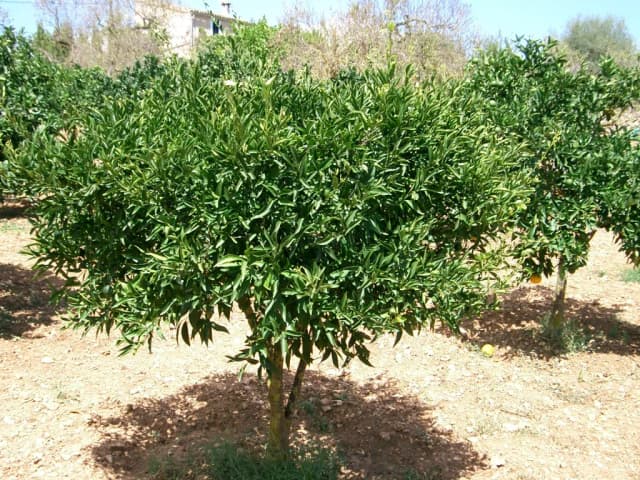 CITRUS DELICIOSA FRUIT EXTRACT 대표 사진