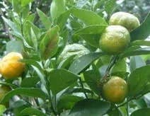 CITRUS DEPRESSA FLOWER WATER 대표 사진