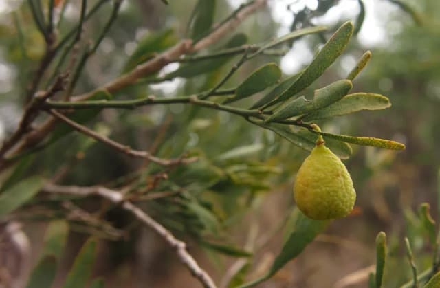 CITRUS GLAUCA SEED OIL 대표 사진