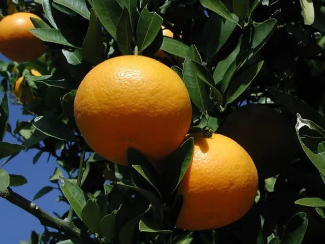 CITRUS IYO PEEL OIL 대표 사진