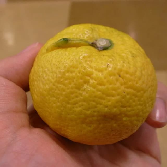 シトルスジャバラ果皮油 대표 사진