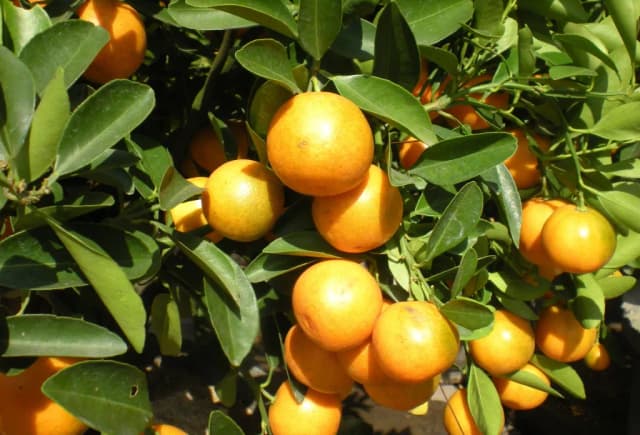 CITRUS JAPONICA CALLUS CULTURE EXTRACT 대표 사진