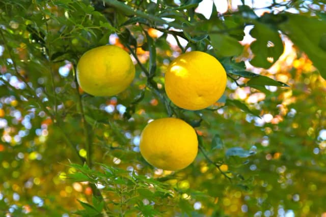 CITRUS JUNOS FRUIT JUICE EXTRACT 대표 사진