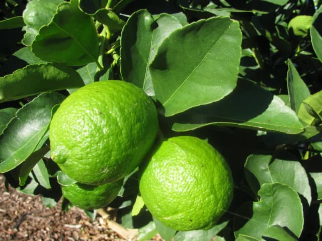 CITRUS LATIFOLIA PEEL OIL 대표 사진
