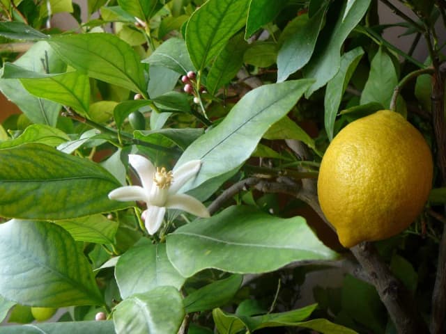 CITRUS LIMON PEEL OIL 대표 사진