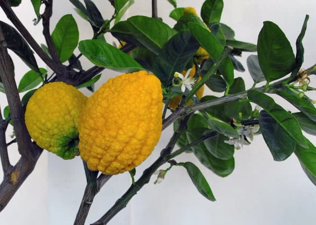 CITRUS MEDICA SARCODACTYLIS FRUIT EXTRACT 대표 사진