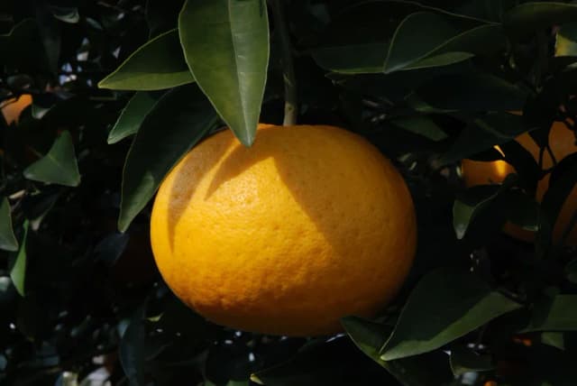 CITRUS NATSUDAIDAI FLOWER OIL 대표 사진