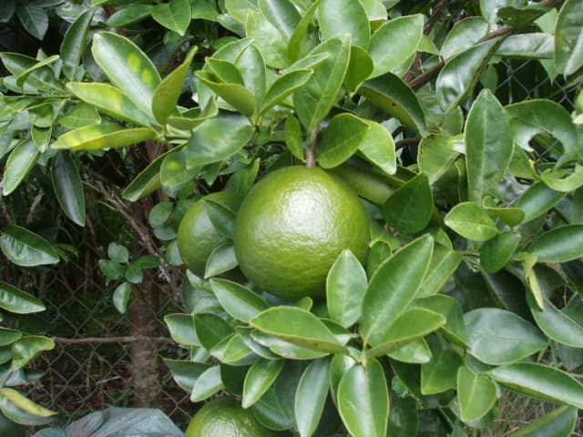 CITRUS NOBILIS PEEL EXTRACT 대표 사진